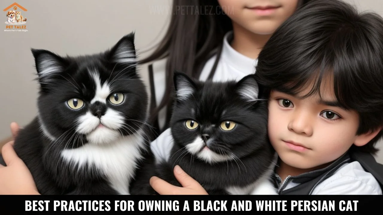 Best Practices for Owning a Black and White Persian Cat