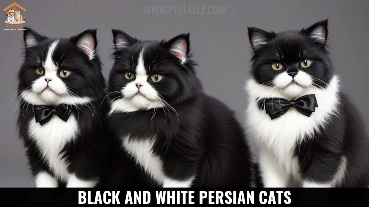 Black and White Persian Cats