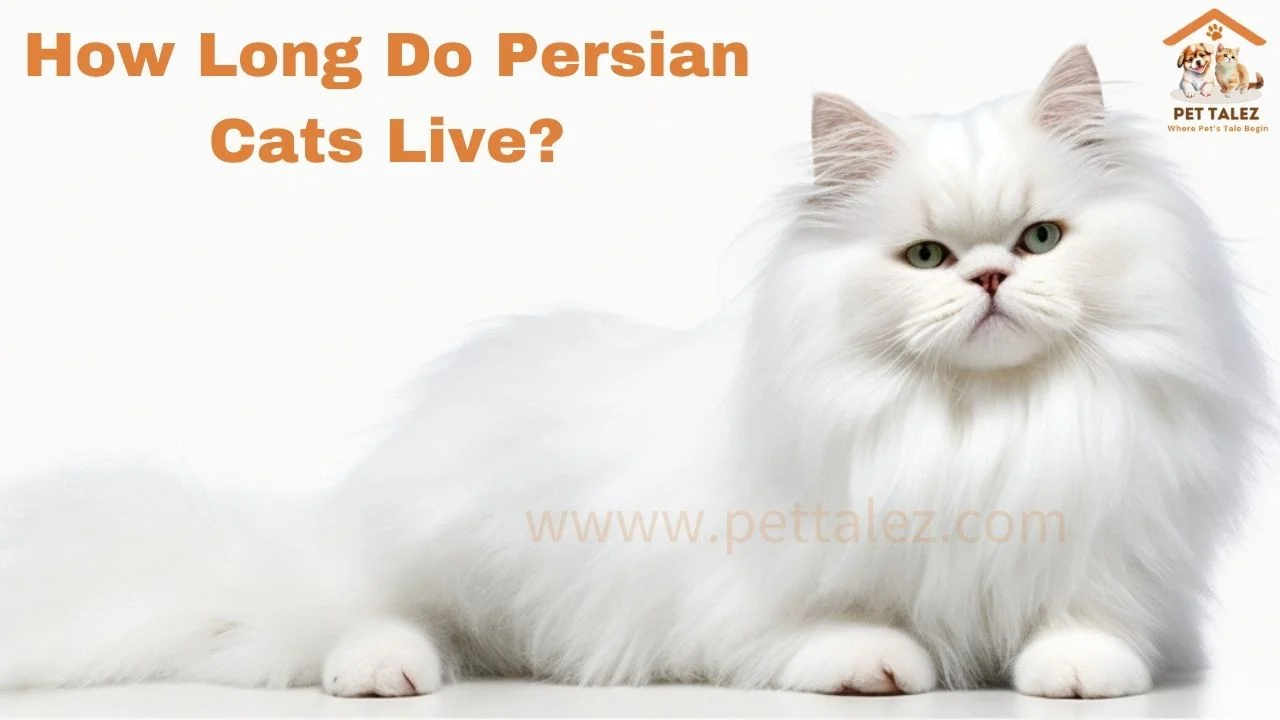 How Long Do Persian Cats Live?