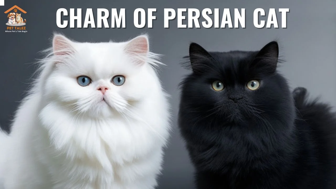 Charm of persian cat