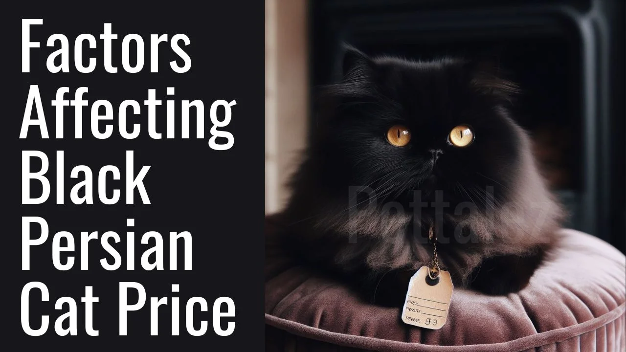 Factors Affecting Black Persian Cat Price