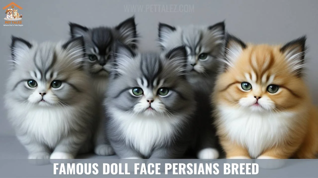 Famous Doll Face Persians Breed