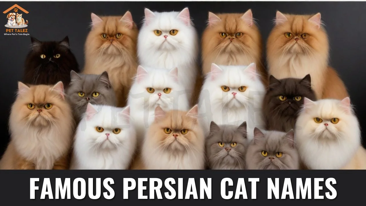 Famous Persian Cat Names