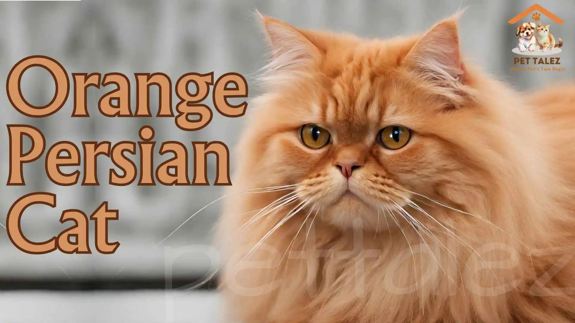 Orange Persian Cat Breed