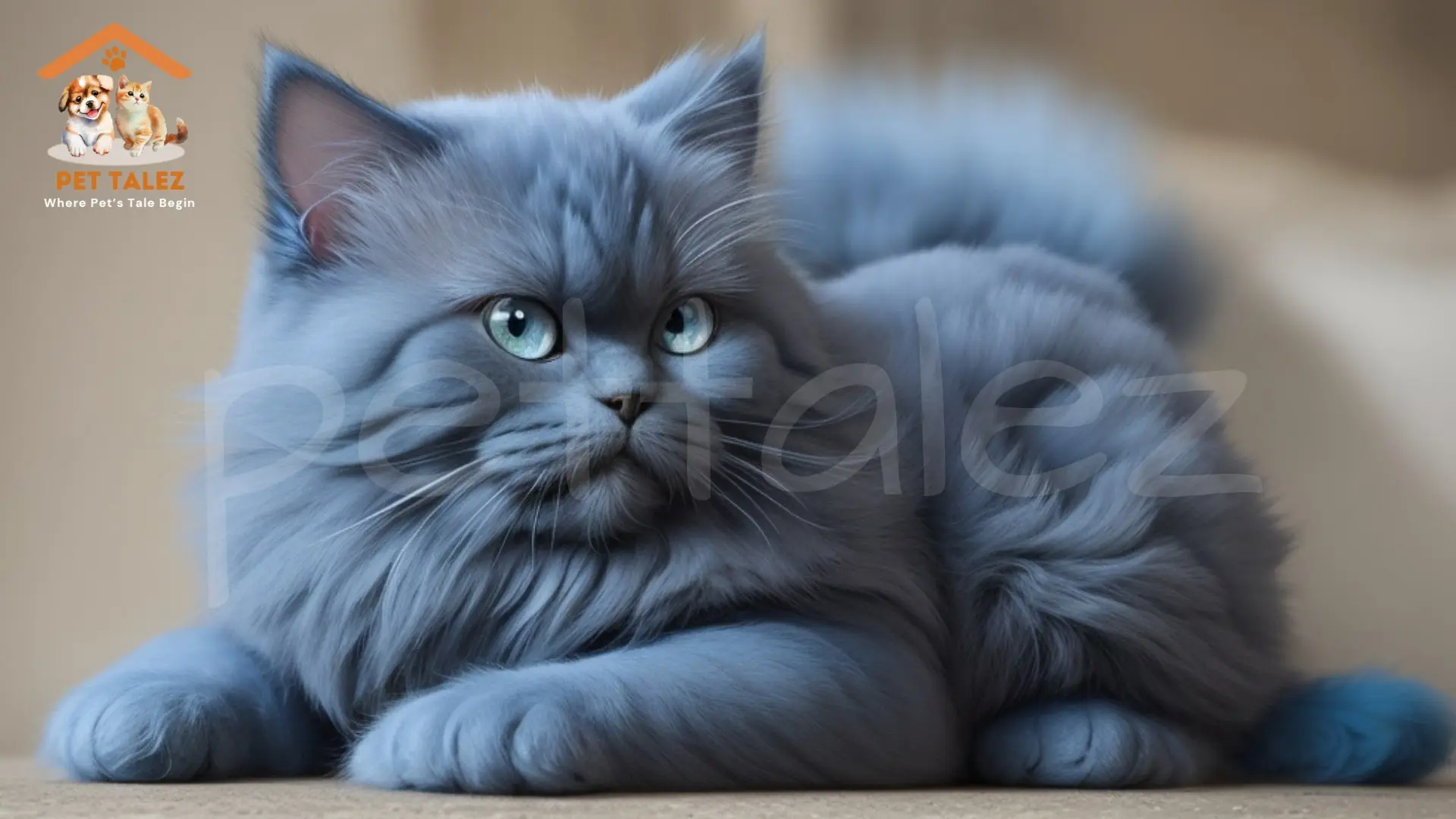 Blue Persian Cats