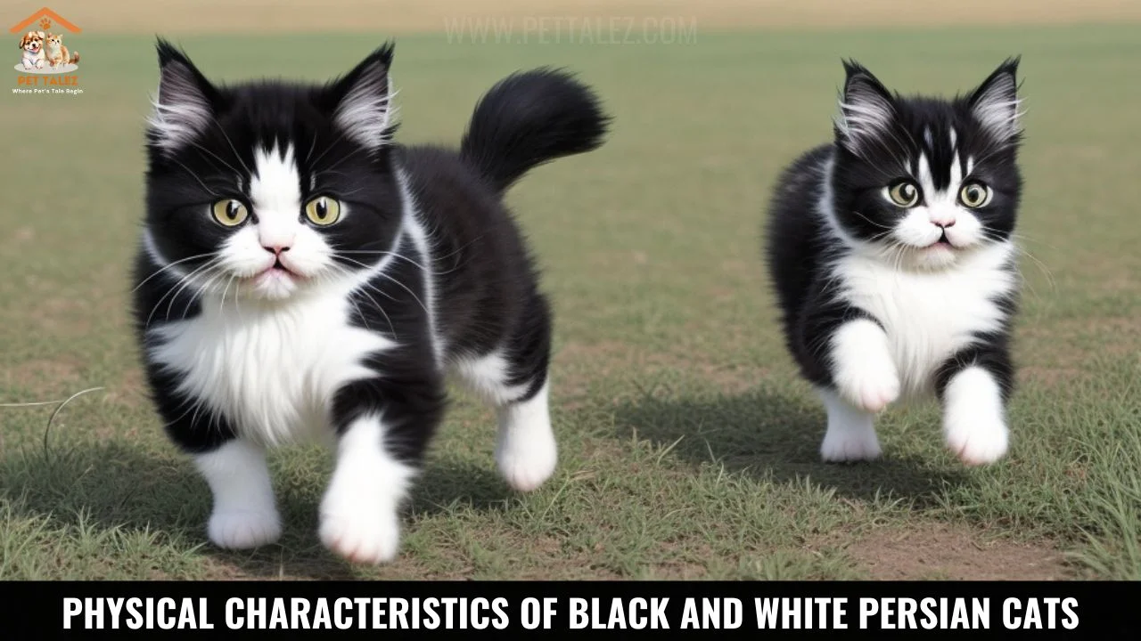 Physical Characteristics of Black and White Persian Cats 