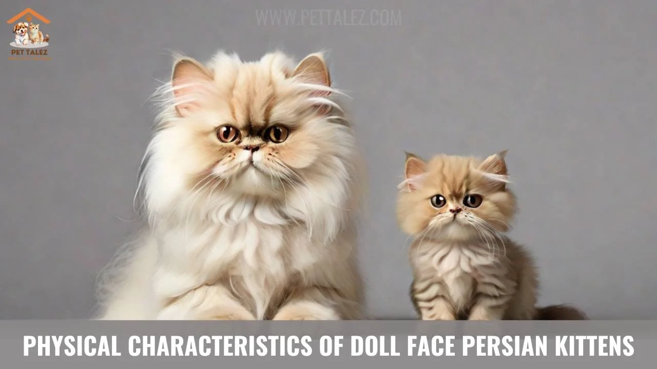 Physical Characteristics of Doll Face Persian KittensPhysical Characteristics of Doll Face Persian Kittens 
