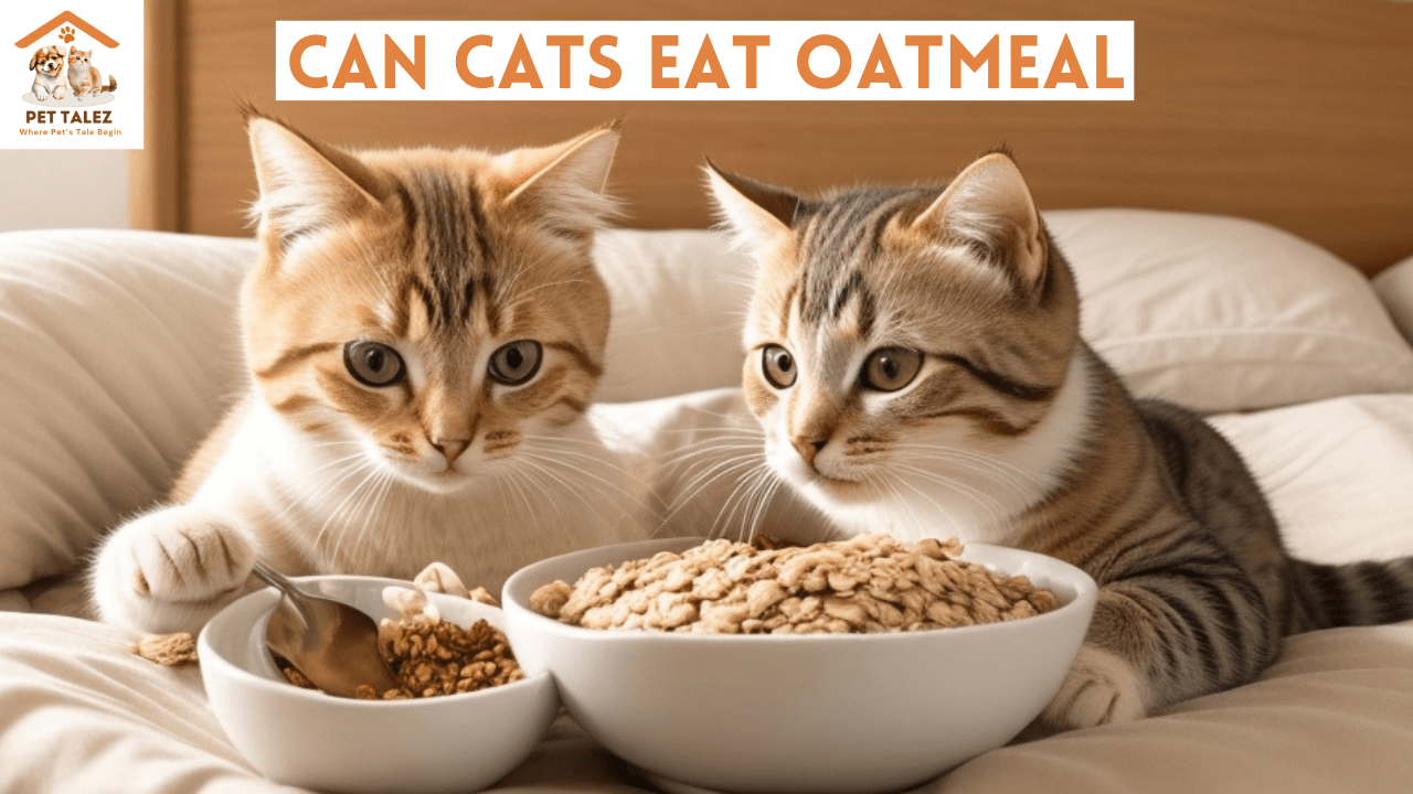 Can Cats Eat Oatmeal