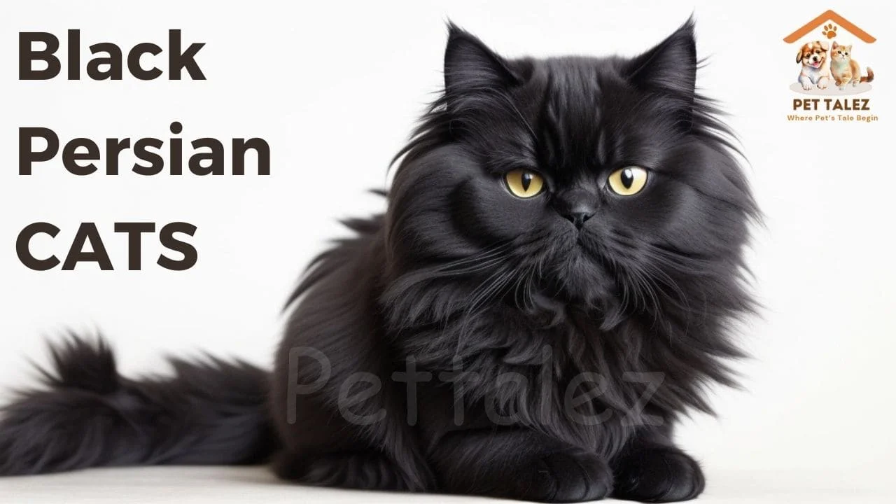 Black Persian Cats