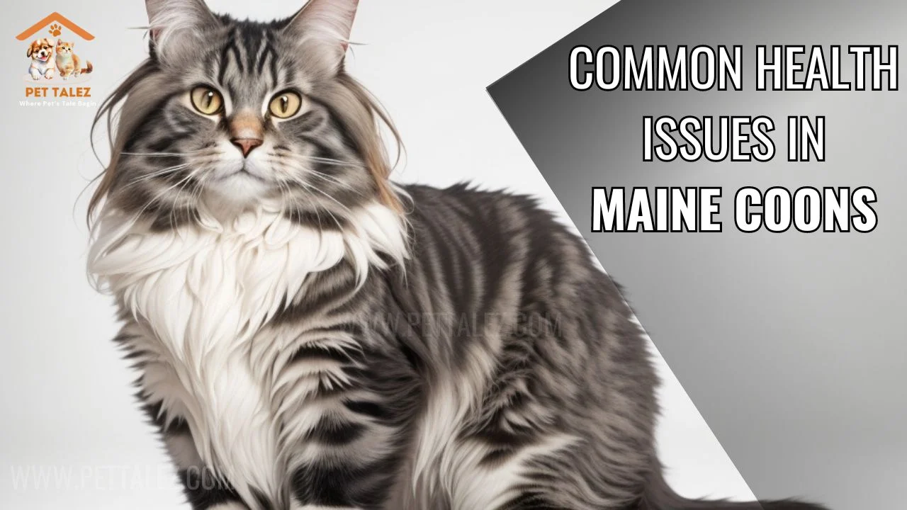 Common health issues in Maine coons