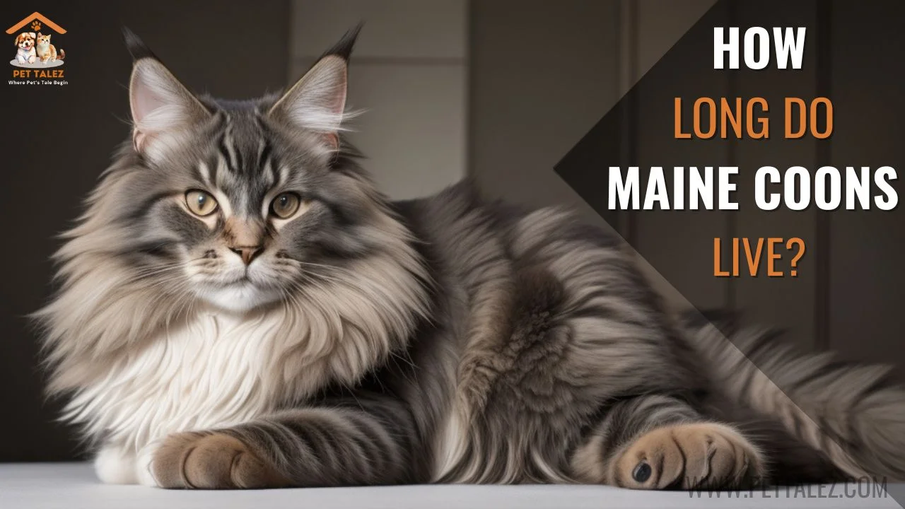How Long Do Maine Coons Live