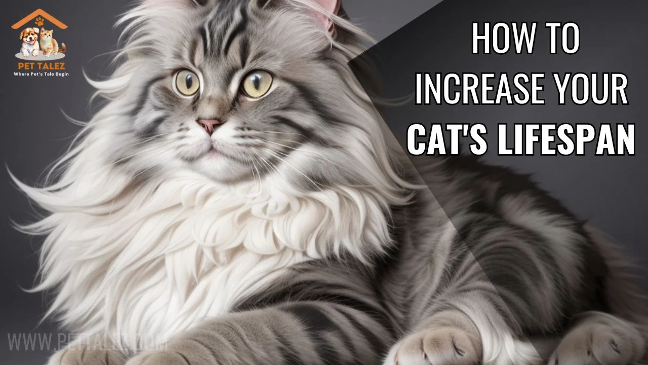 How to increase your cat's Lifespan