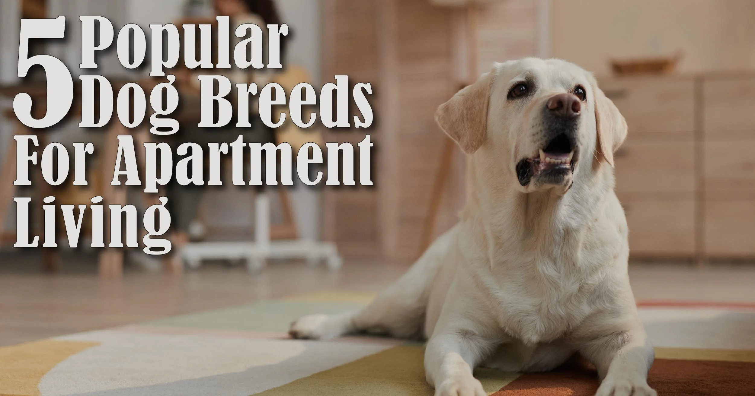 5 Popular Dog Breeds for Apartment Living