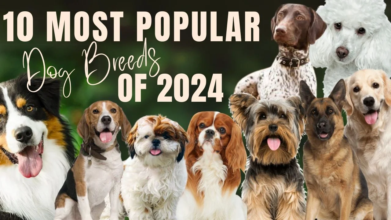 Most Popular Dog Breeds 2024