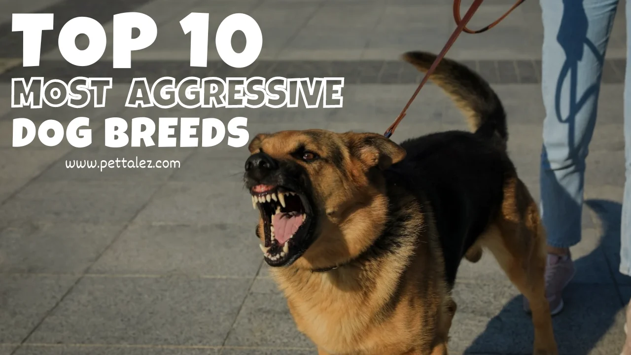 Top 10 Most Aggressive Dog Breeds