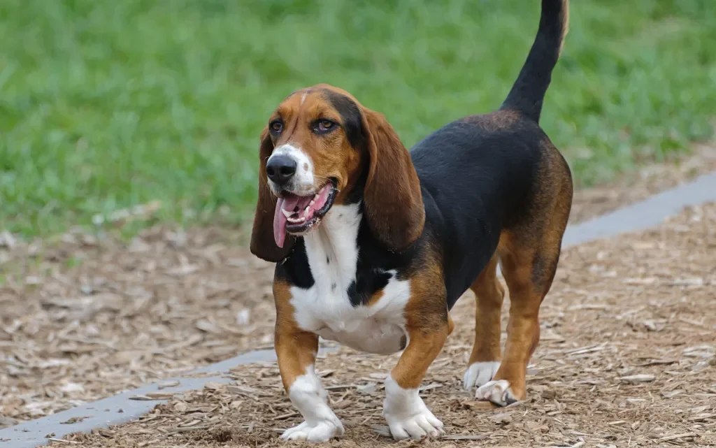 Basset Hound: A Laid-Back Companion for Cat-Loving Families