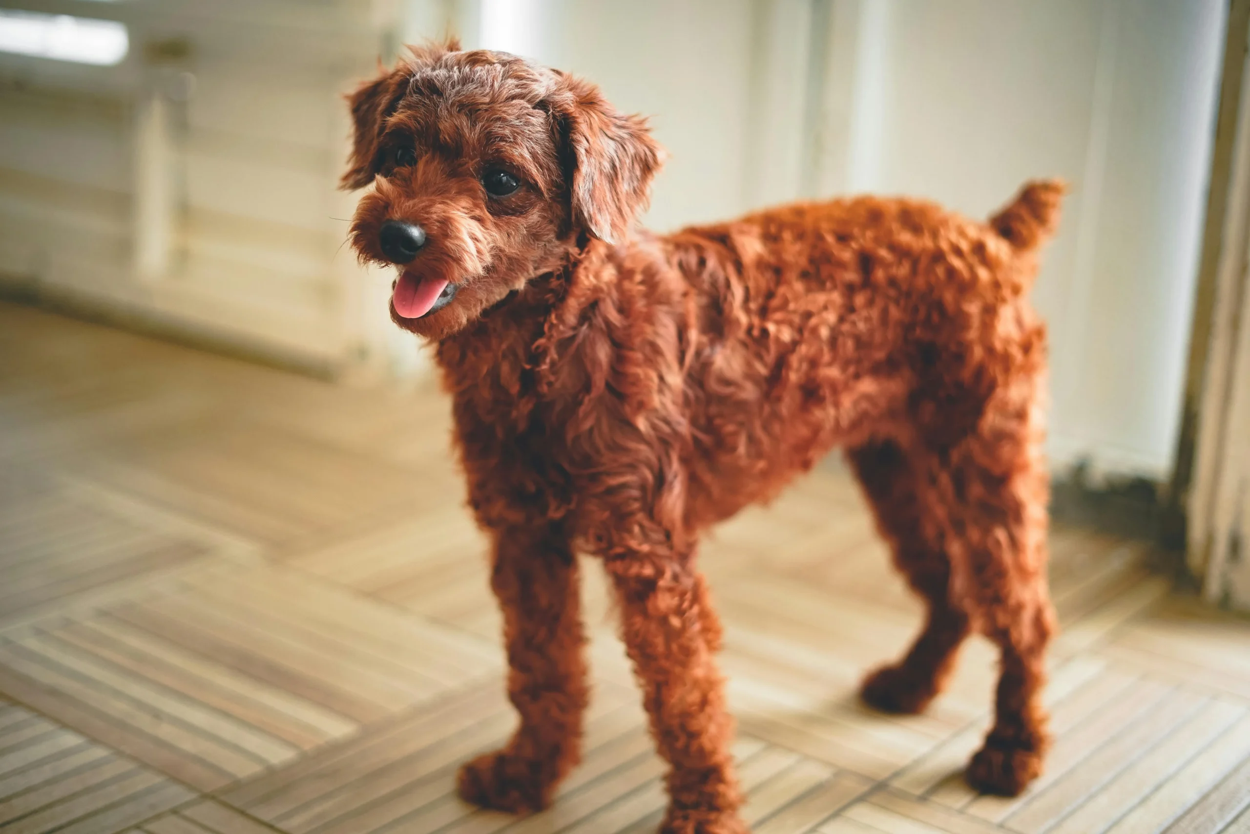Poodle: Intelligent and Adaptable Companions for Cats