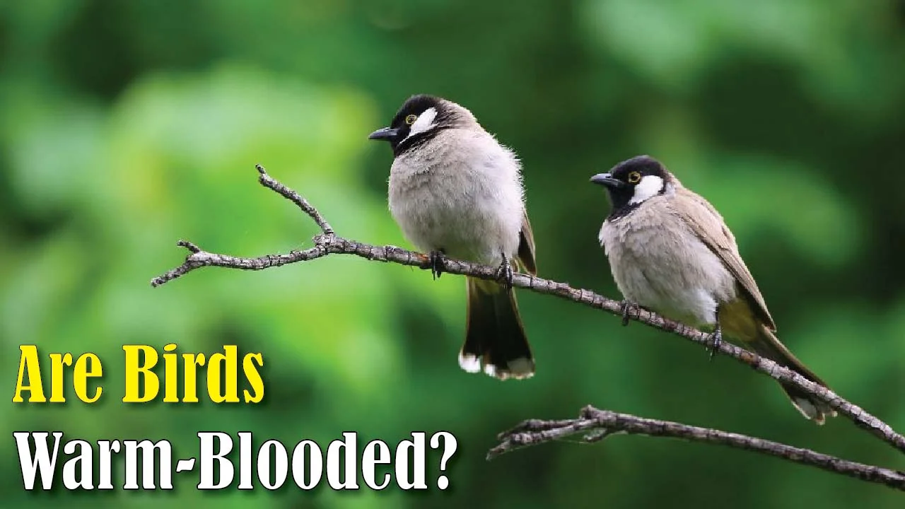 Are Birds Warm-Blooded?