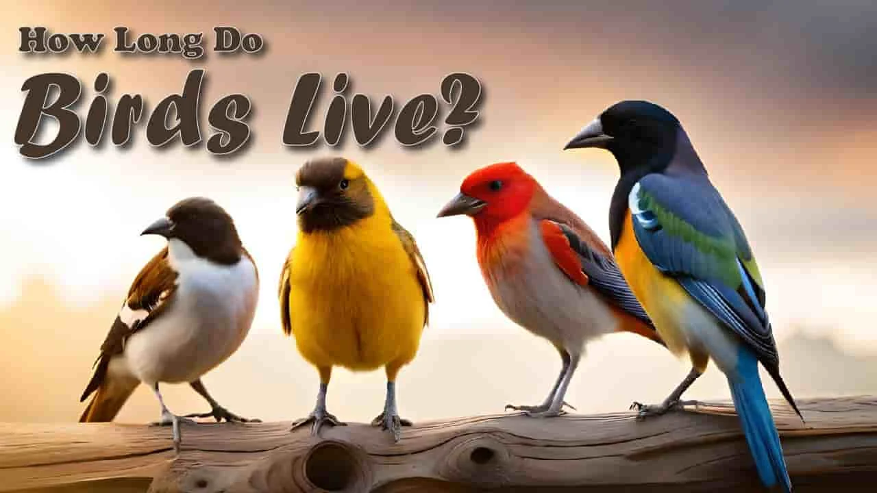 How Long Do Birds Live?