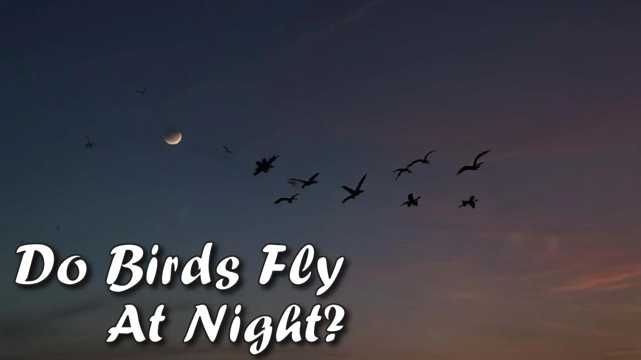 Do Birds Fly at Night?