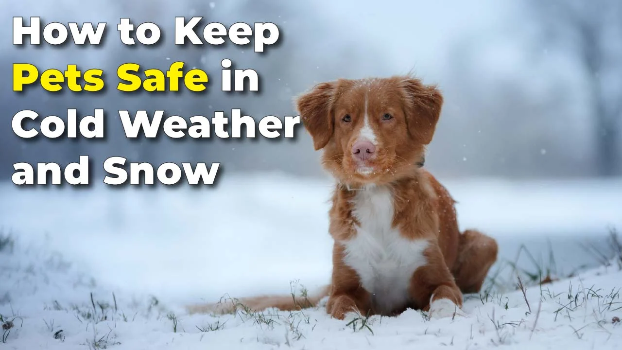 How to Keep Pets Safe in Cold Weather and Snow