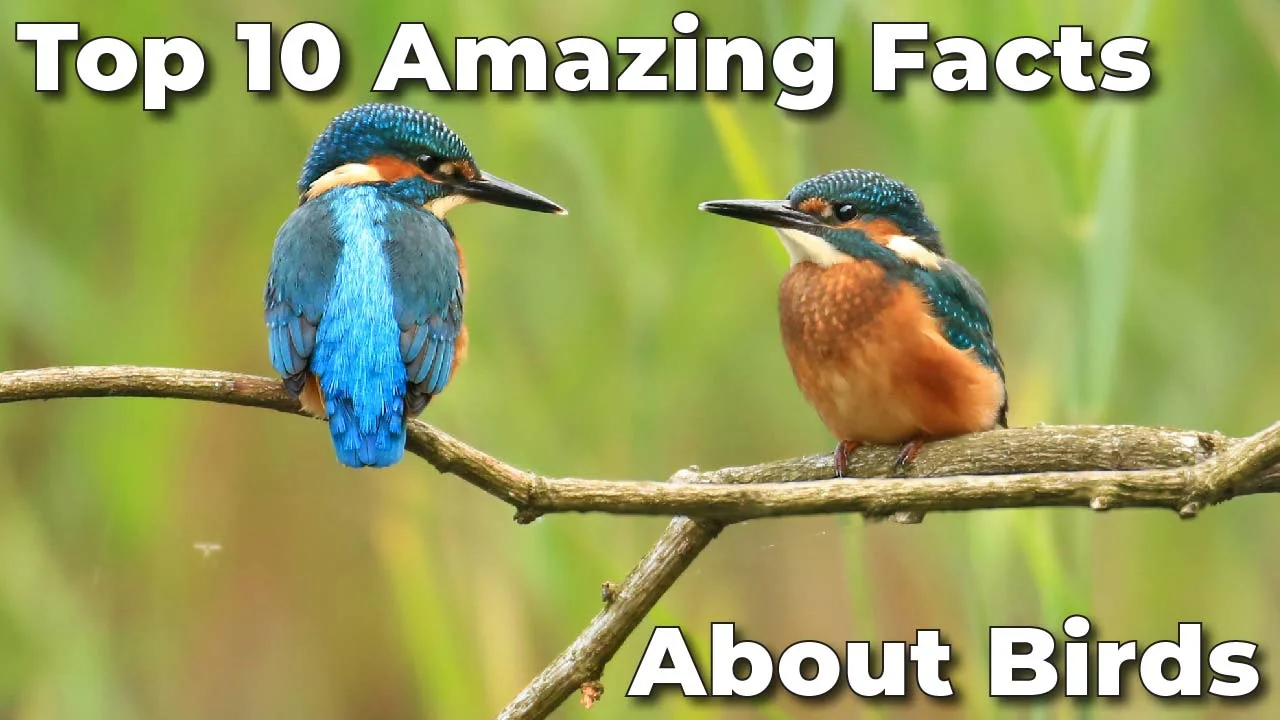 Top 10 amazing facts about birds