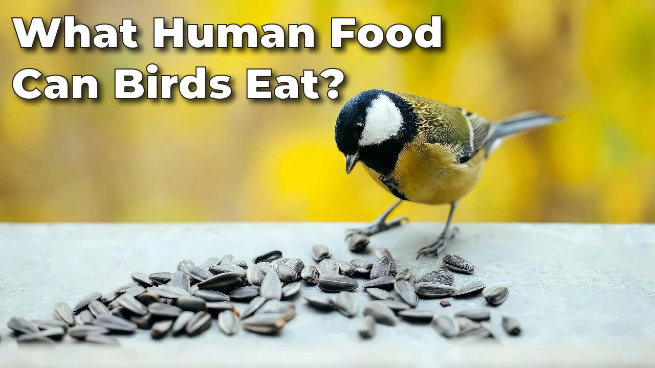 What Human Food Can Birds Eat